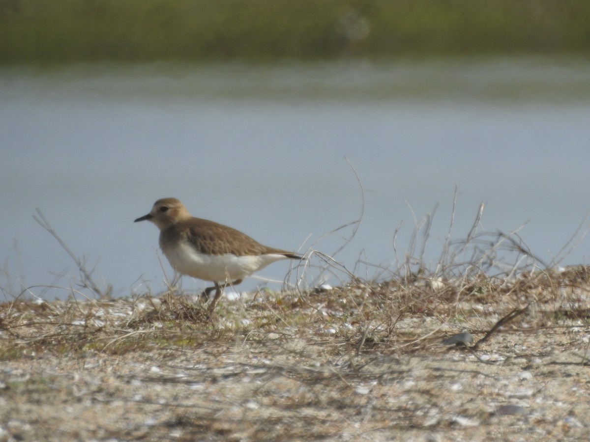 Mountain Plover - ML200471701