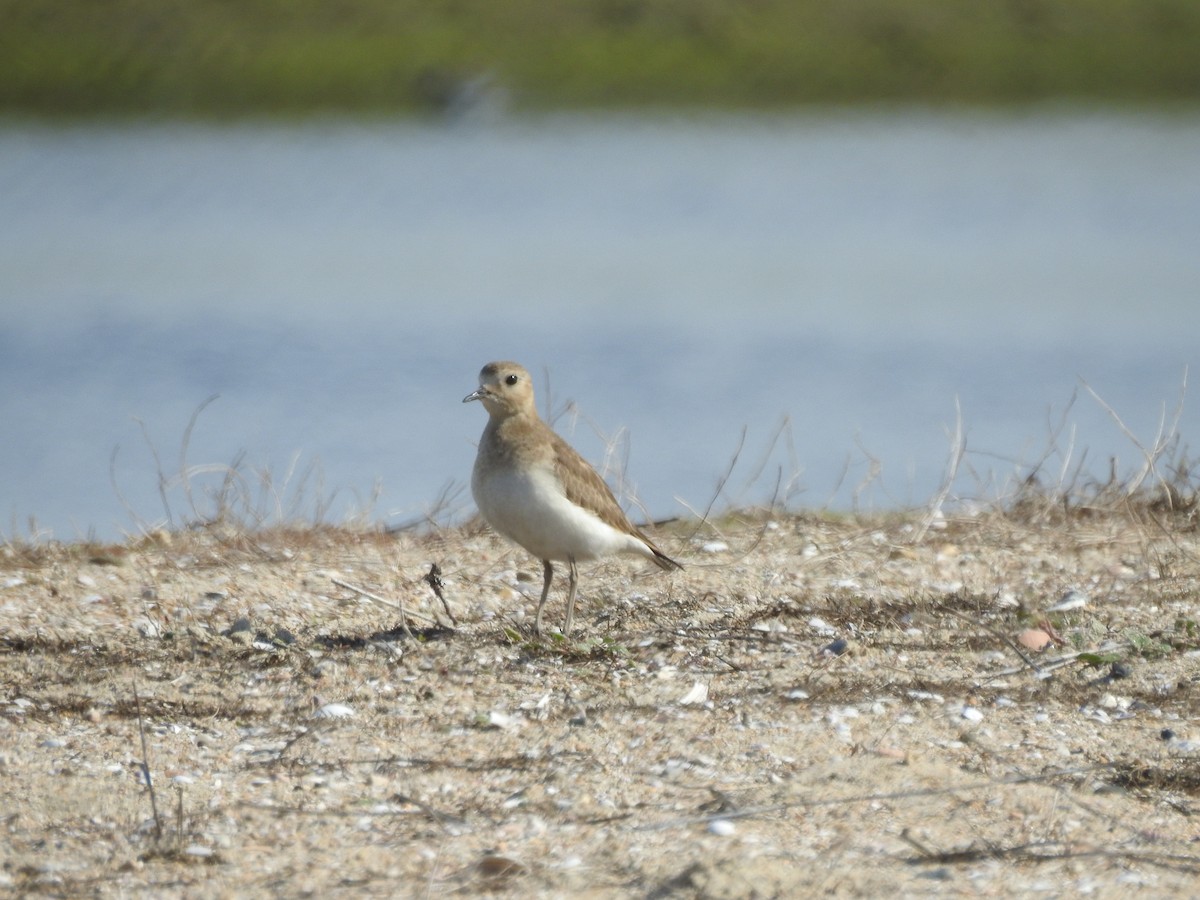 Mountain Plover - Anna Pickering