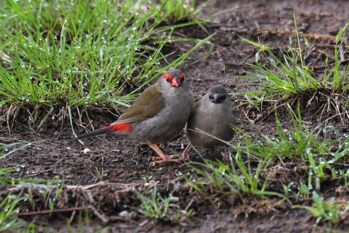 Red-browed Firetail - ML200472861