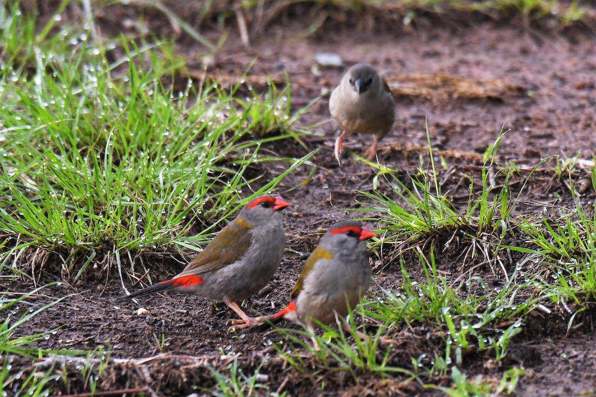 Red-browed Firetail - ML200472871