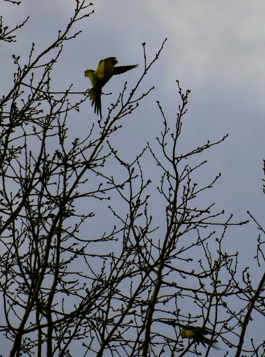 Rose-ringed Parakeet - Silas Powell