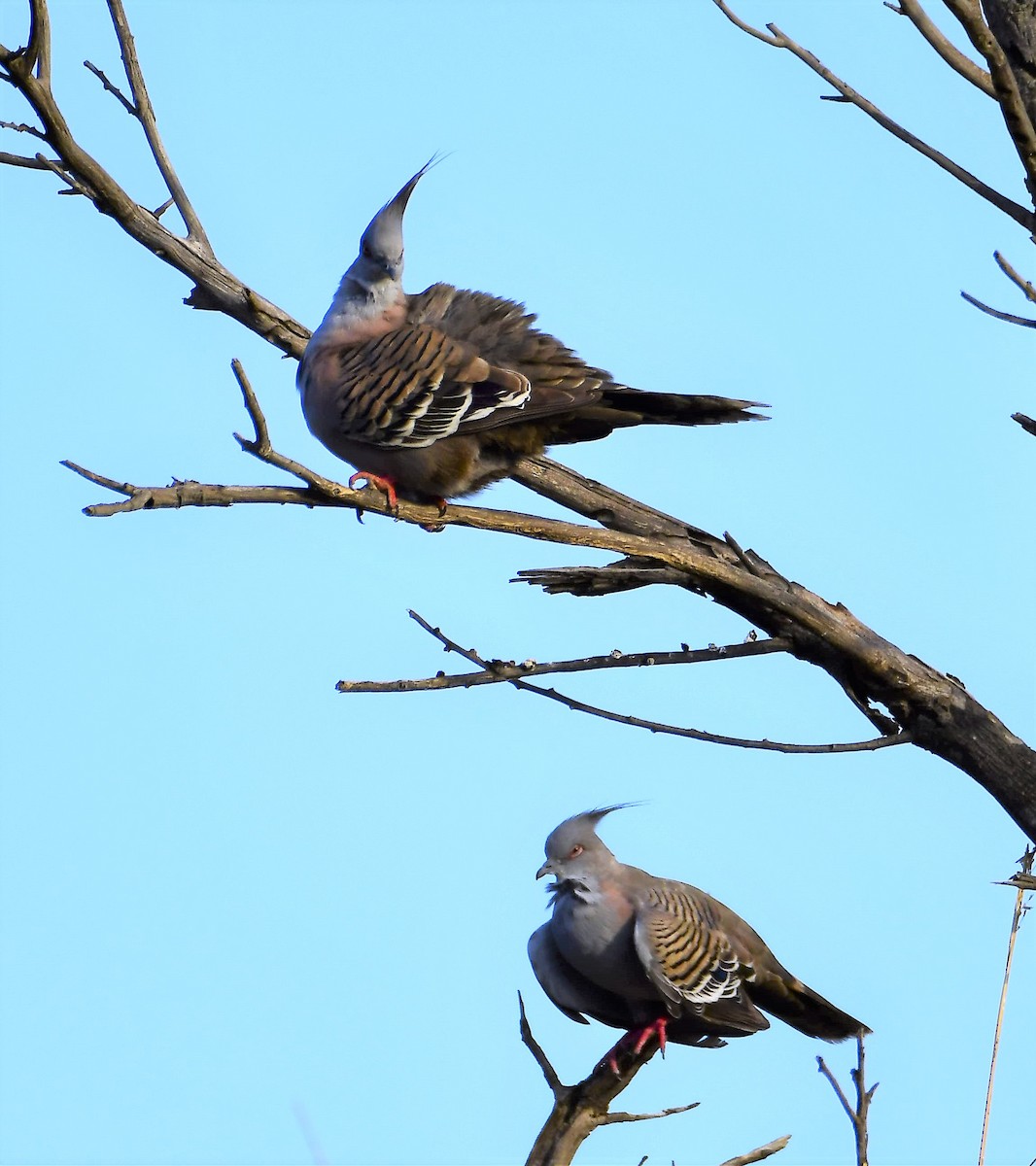 Crested Pigeon - ML200473891