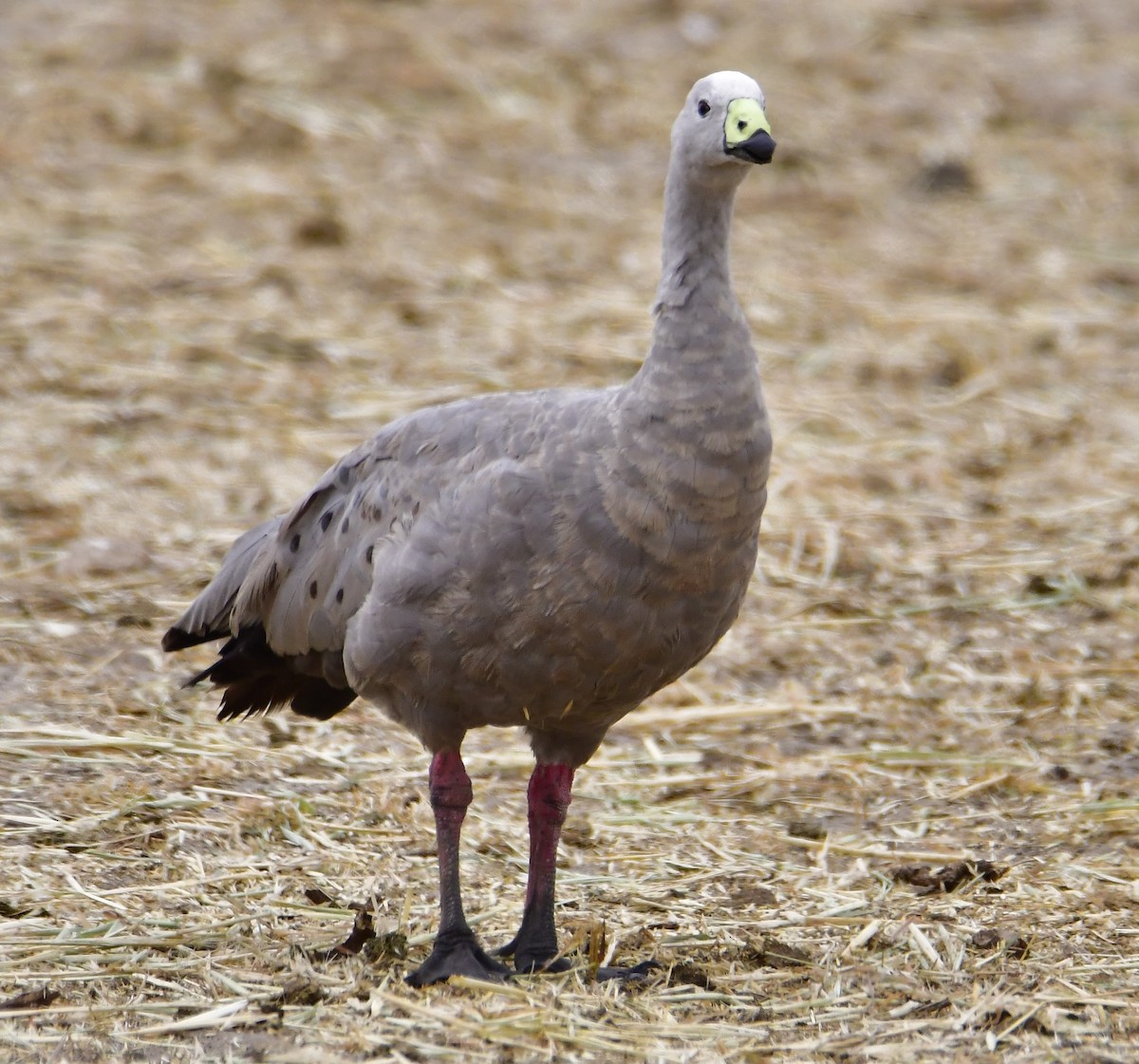 Cape Barren Goose - Betty Ray