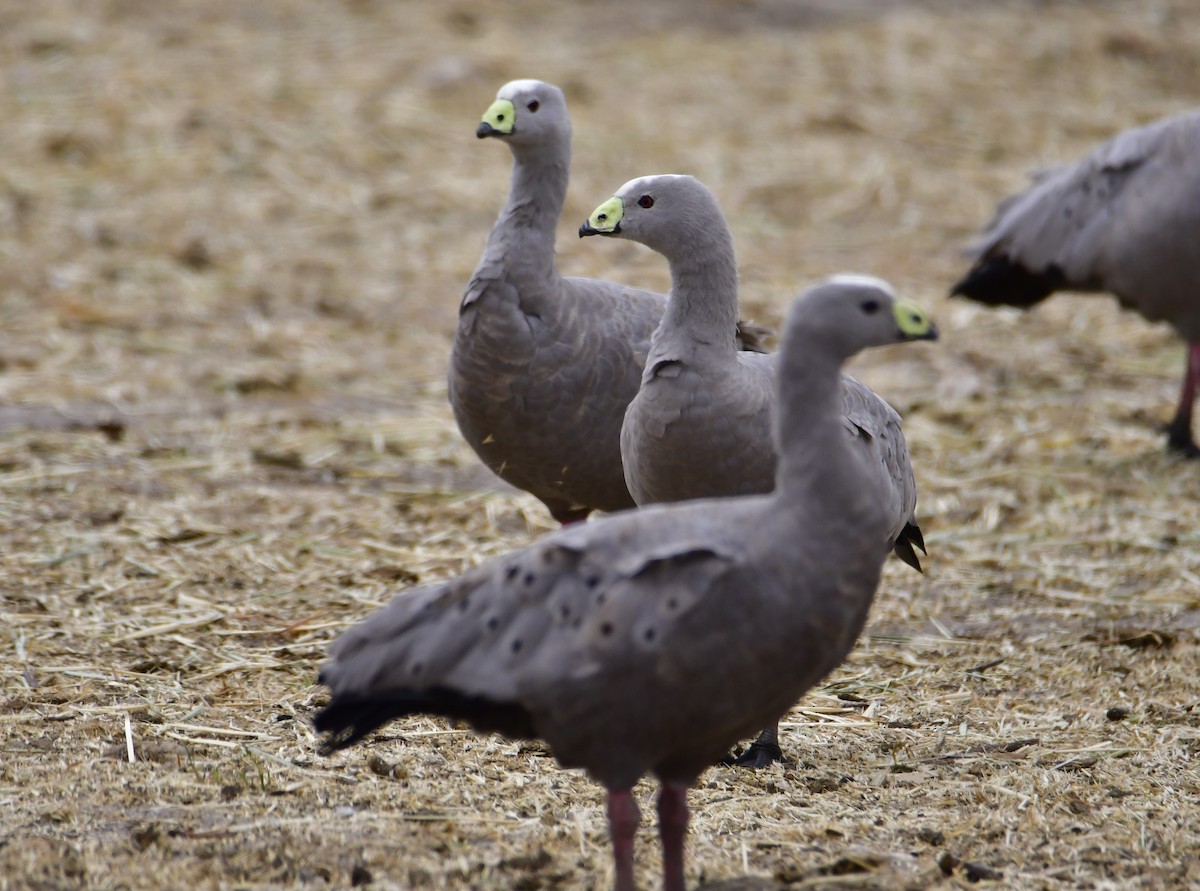 Cape Barren Goose - Betty Ray