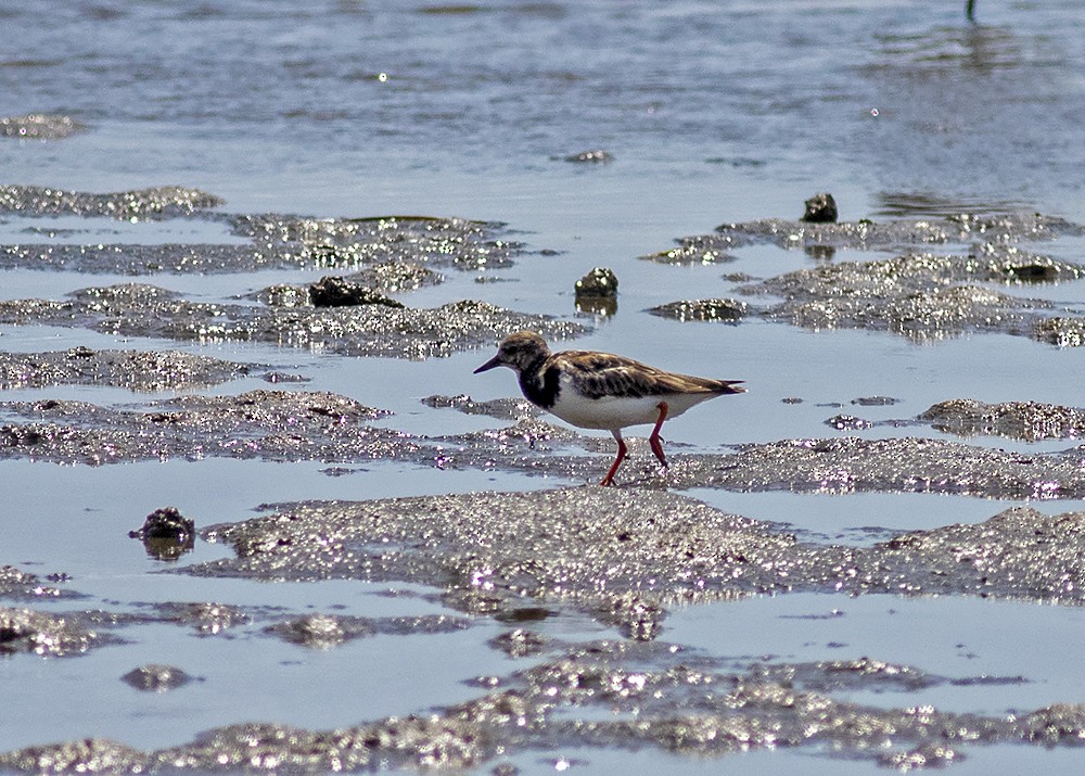 Ruddy Turnstone - Stephen Murray