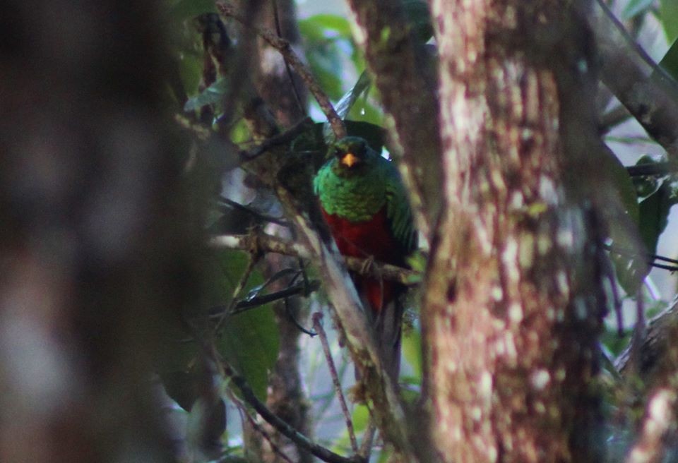 Crested Quetzal - Kevin Lester