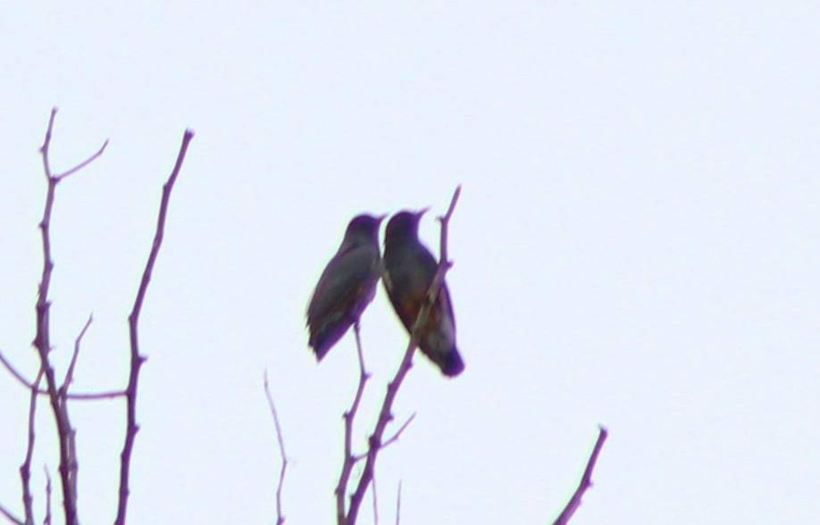 Swallow-winged Puffbird - ML200476681