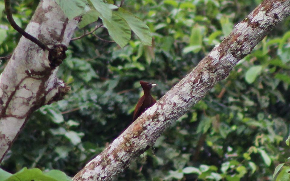 Chestnut Woodpecker - ML200476711