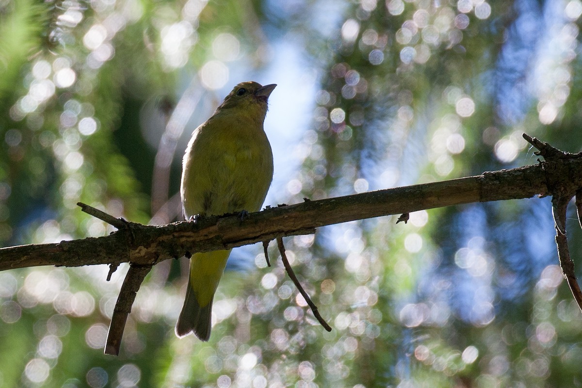 Scarlet Tanager - ML20047701