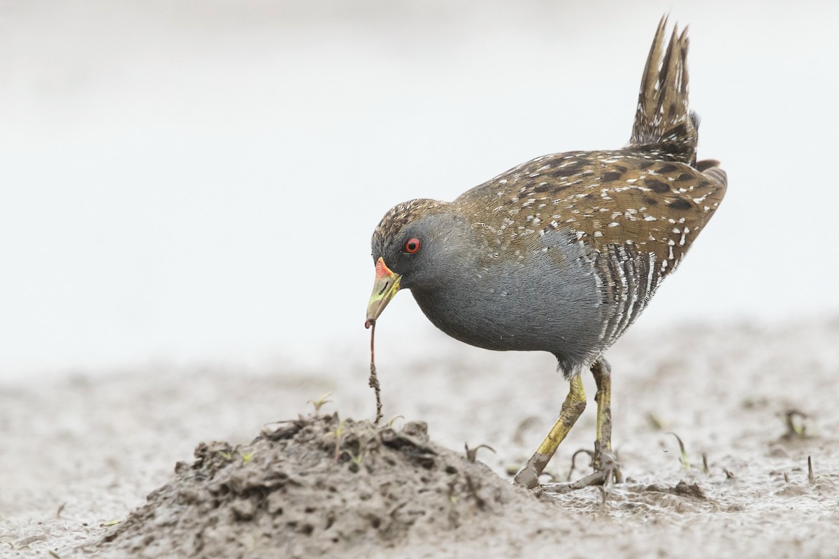 Australian Crake - David Irving