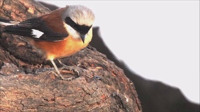Bay-backed Shrike - ML200477361