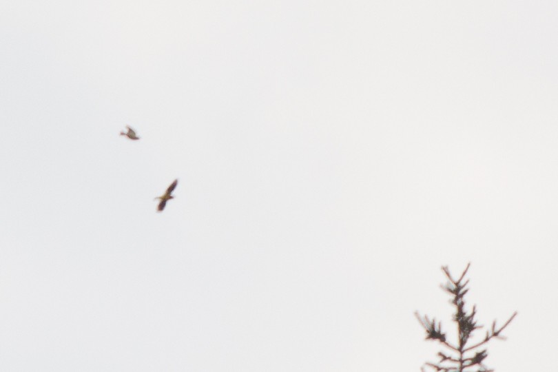 Evening Grosbeak - ML20047791