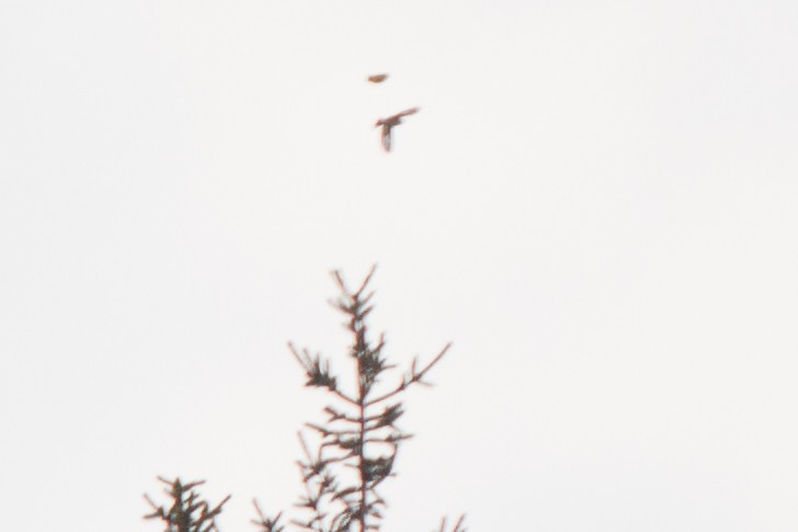 Evening Grosbeak - ML20047811