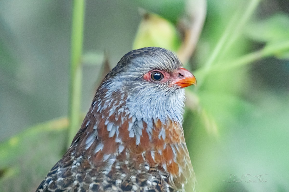 Bearded Wood-Partridge - ML200478791