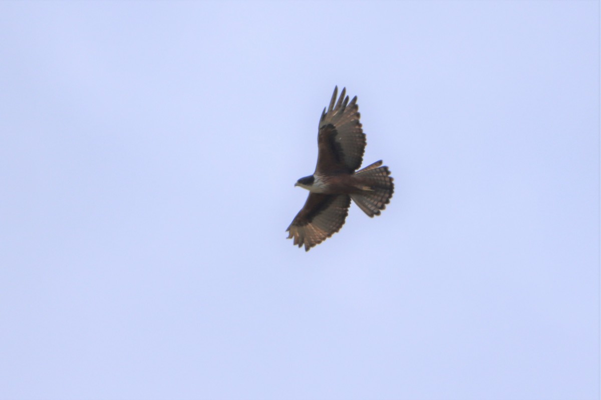 Rufous-bellied Eagle - ML200479001