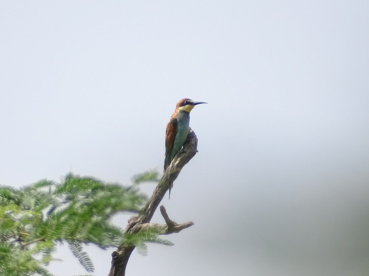 European Bee-eater - ML200479561