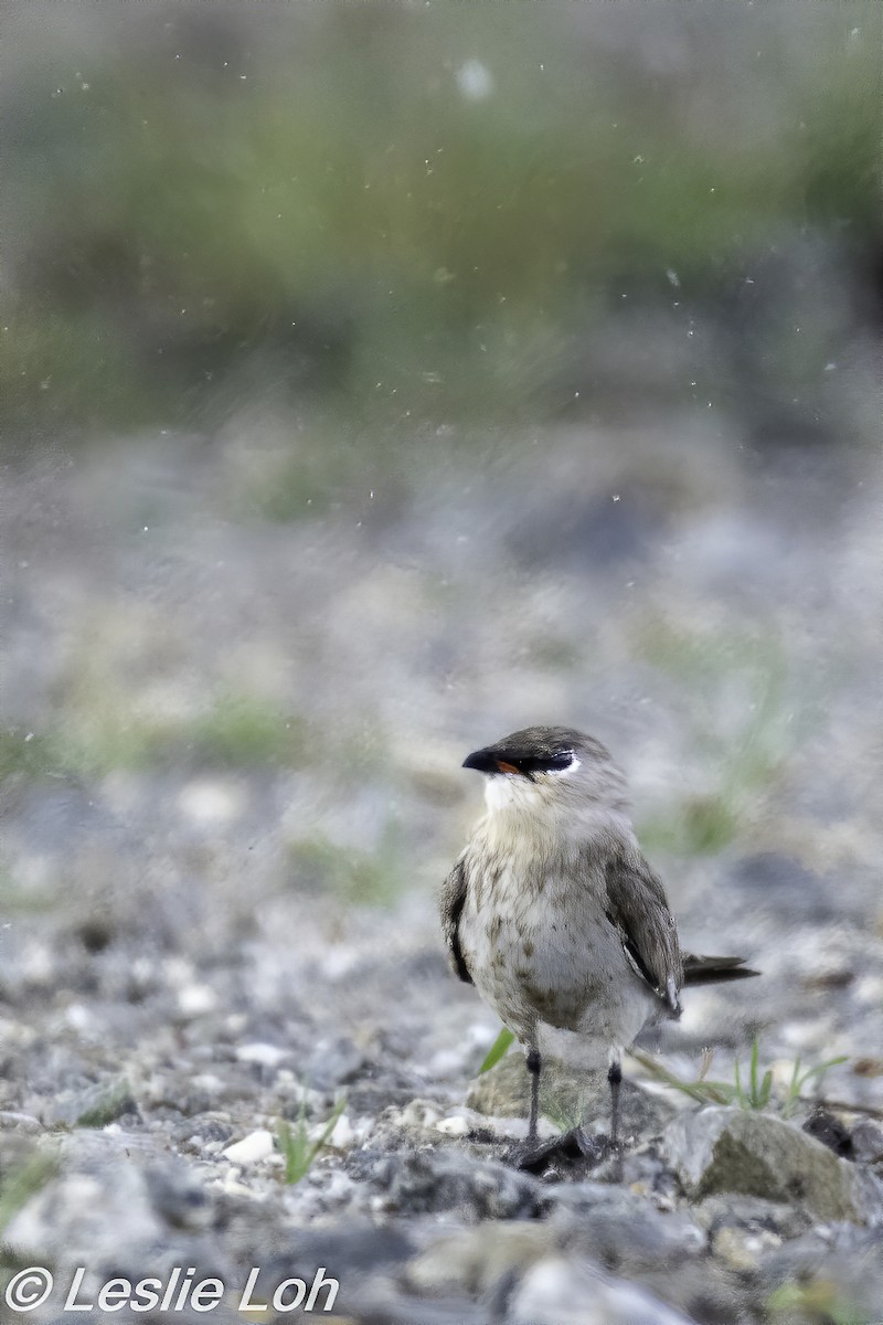 Small Pratincole - ML200479651