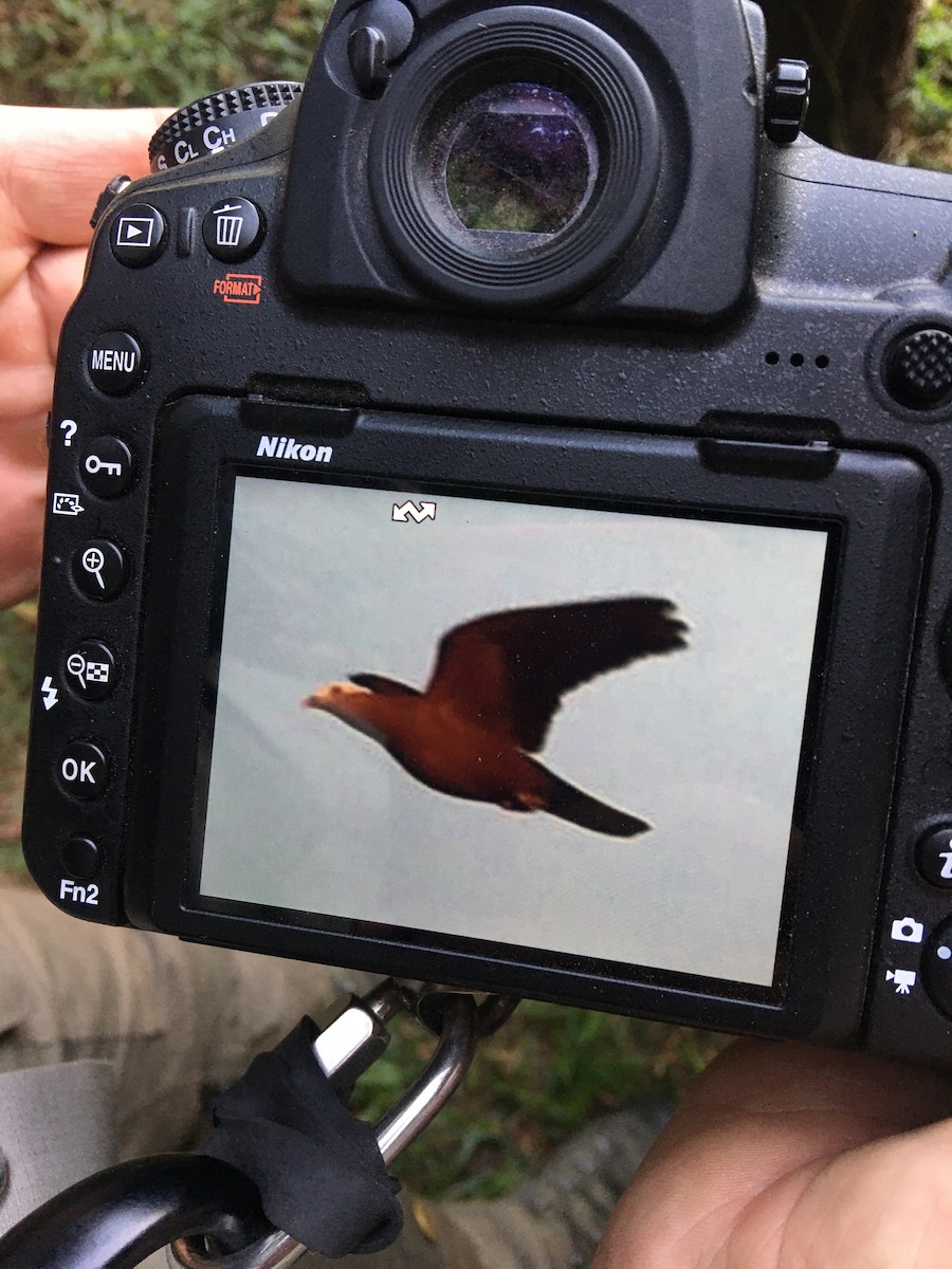 Pigeon marron - ML200480041