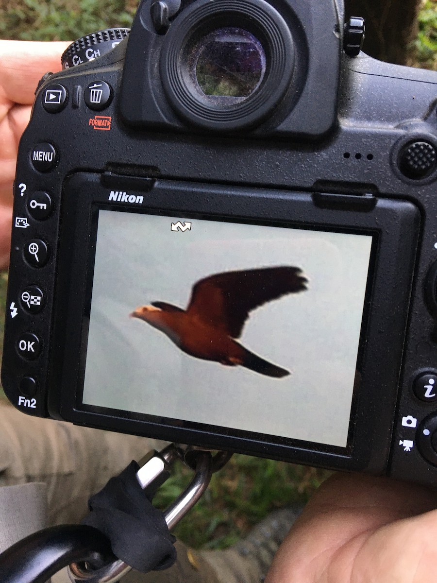 Pigeon marron - ML200480051