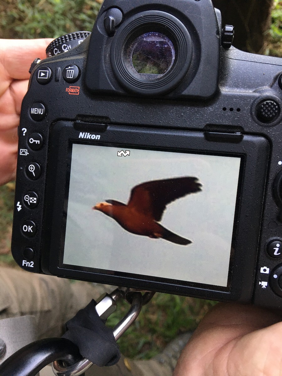 Pigeon marron - ML200480061