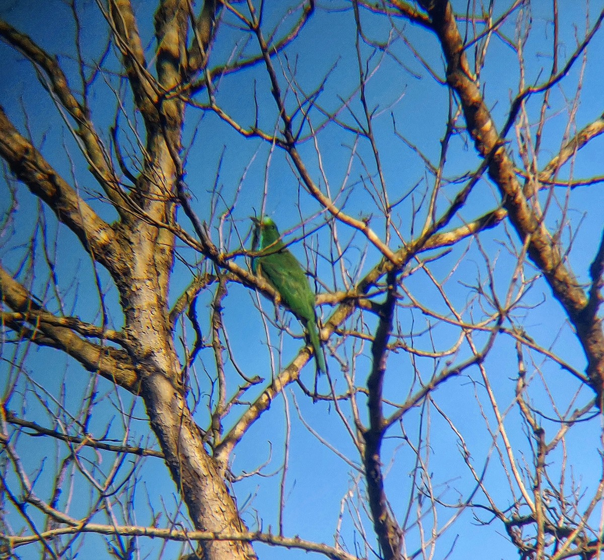 Blue-bearded Bee-eater - ML200483311