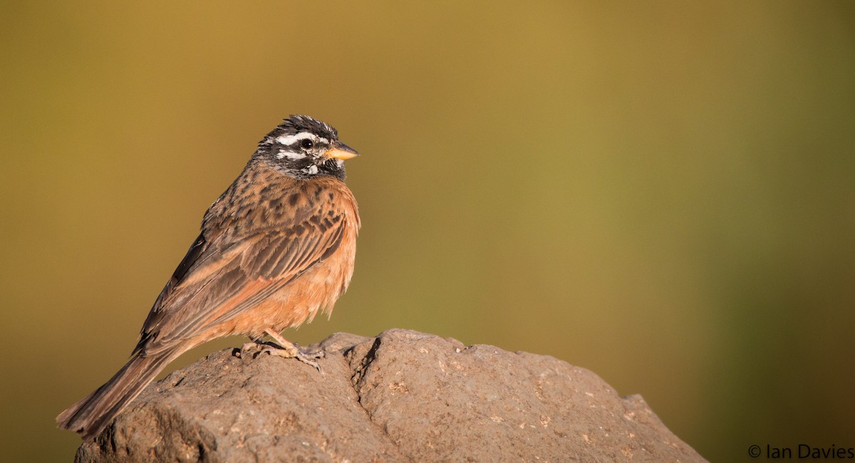 Cinnamon-breasted Bunting - ML20048421
