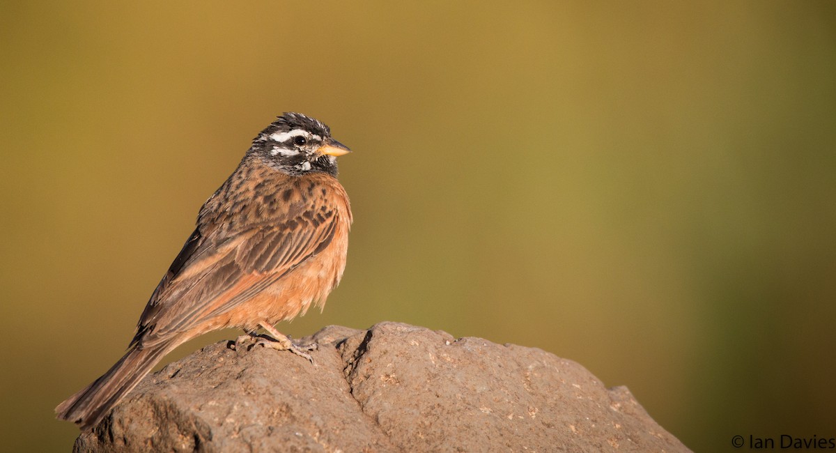 Cinnamon-breasted Bunting - ML20048421