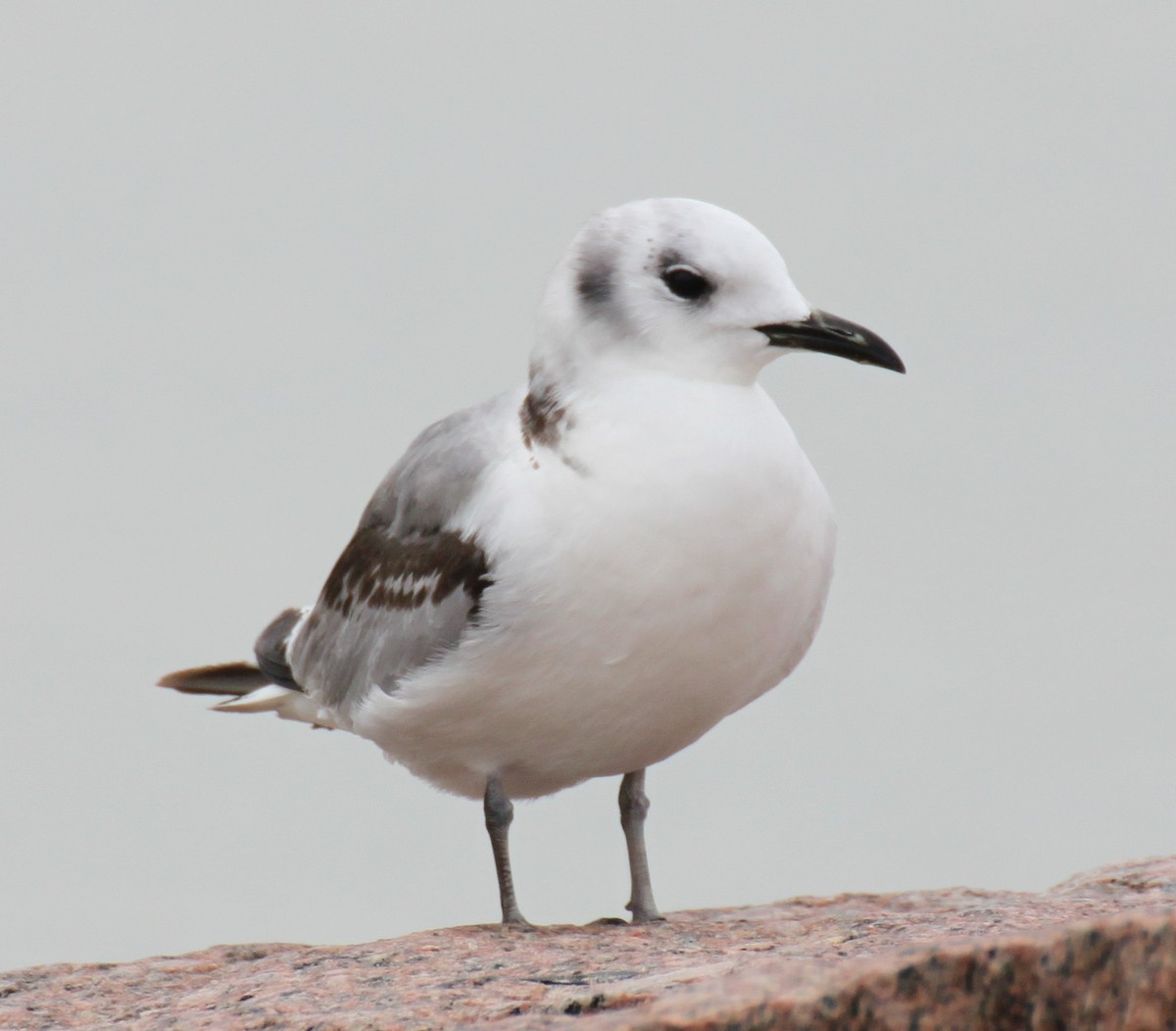 Black-legged Kittiwake - ML200484391