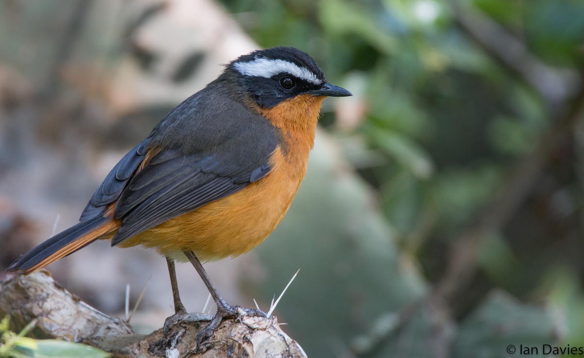 Rüppell's Robin-Chat - Ian Davies