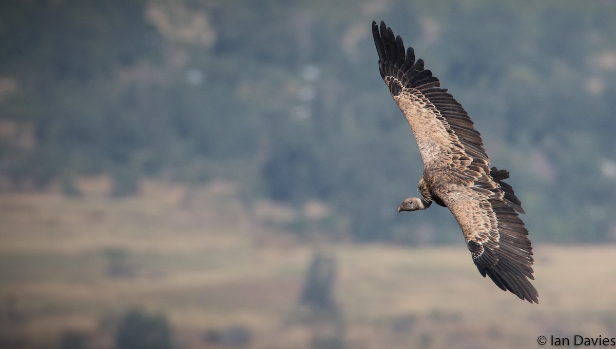 Rüppell's Griffon - ML20048481