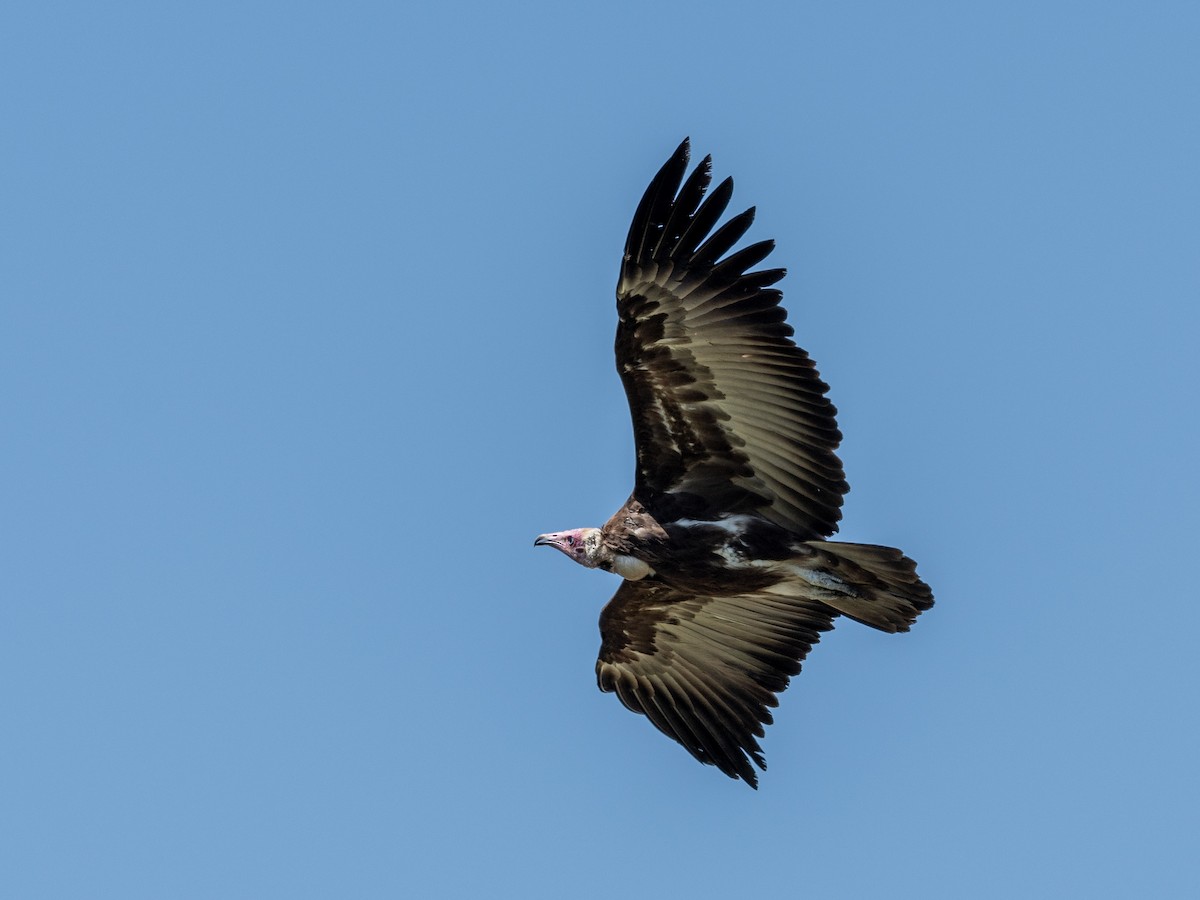 Hooded Vulture - ML200485181