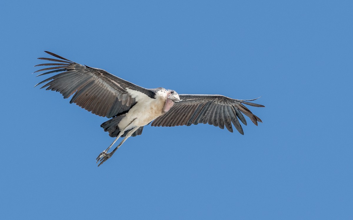 Marabou Stork - Jean-Louis  Carlo