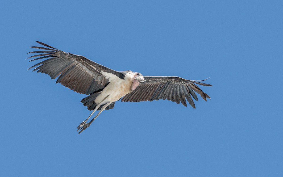 Marabou Stork - ML200485241