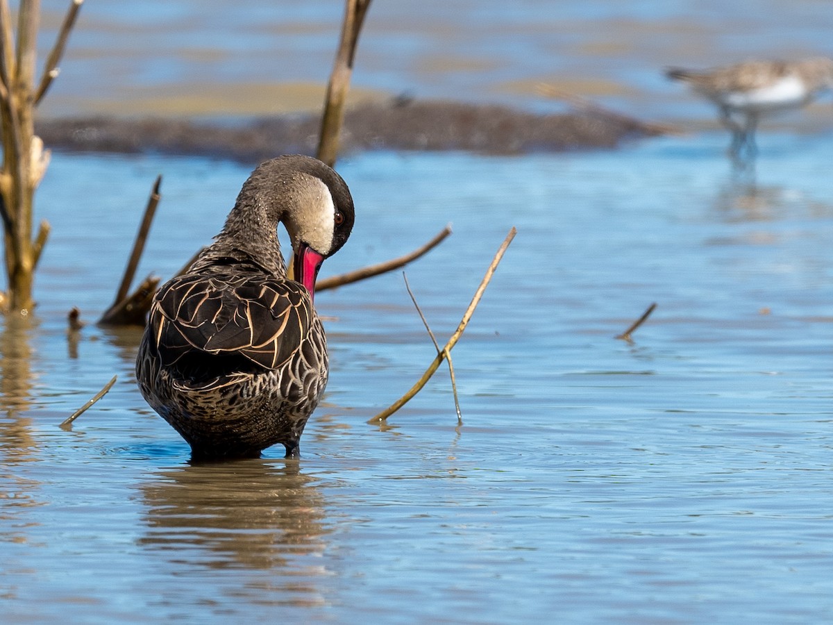 Red-billed Duck - ML200485361