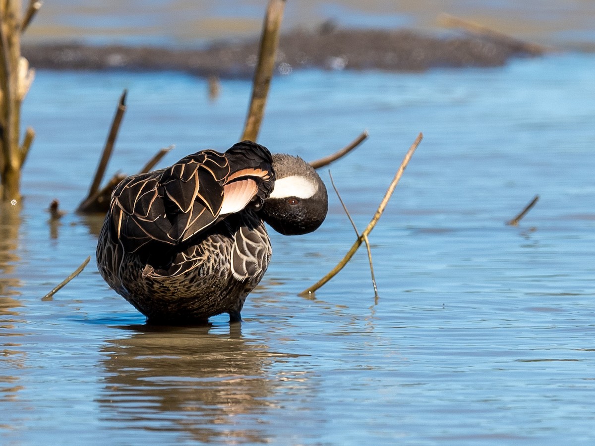 Red-billed Duck - ML200485371