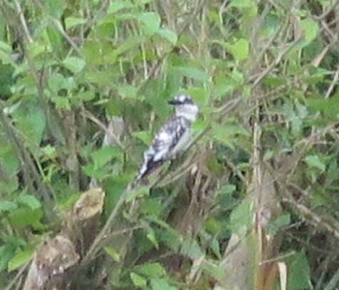 Pied Kingfisher - ML200486611