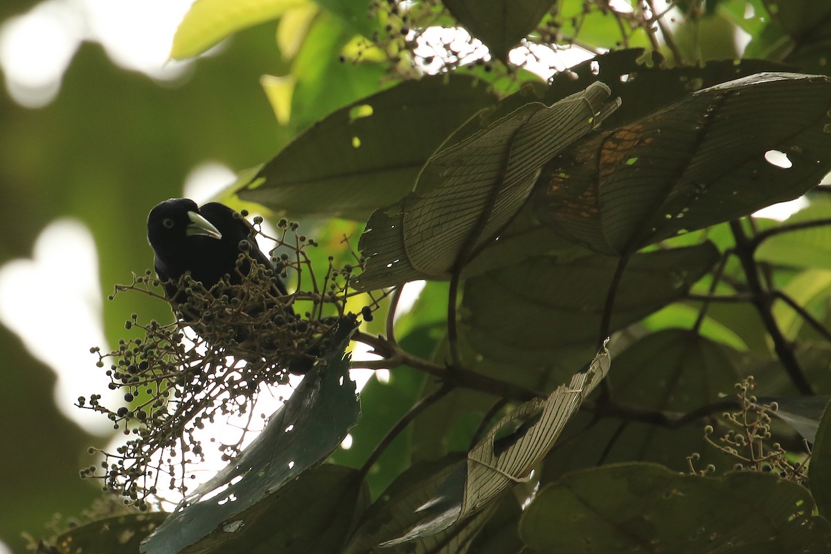 Scarlet-rumped Cacique - ML20048721