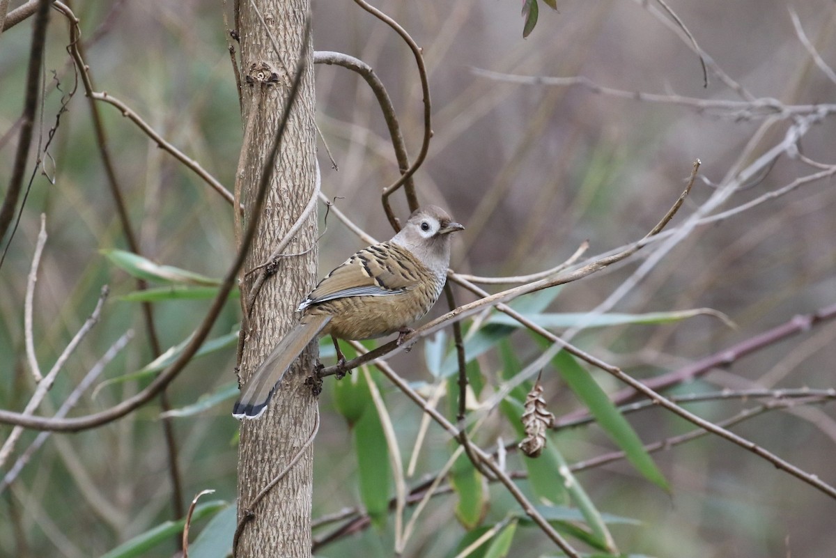 Barred Laughingthrush - ML200488171