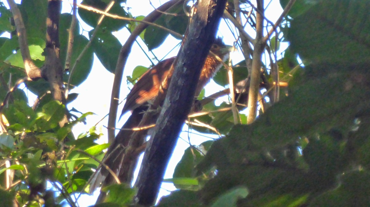 Rufous Coucal - ML200488321