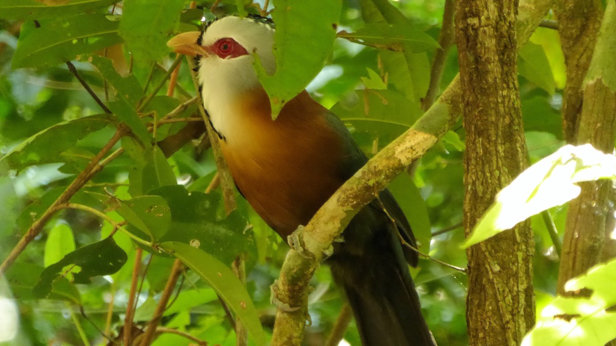 Scale-feathered Malkoha - ML200488551