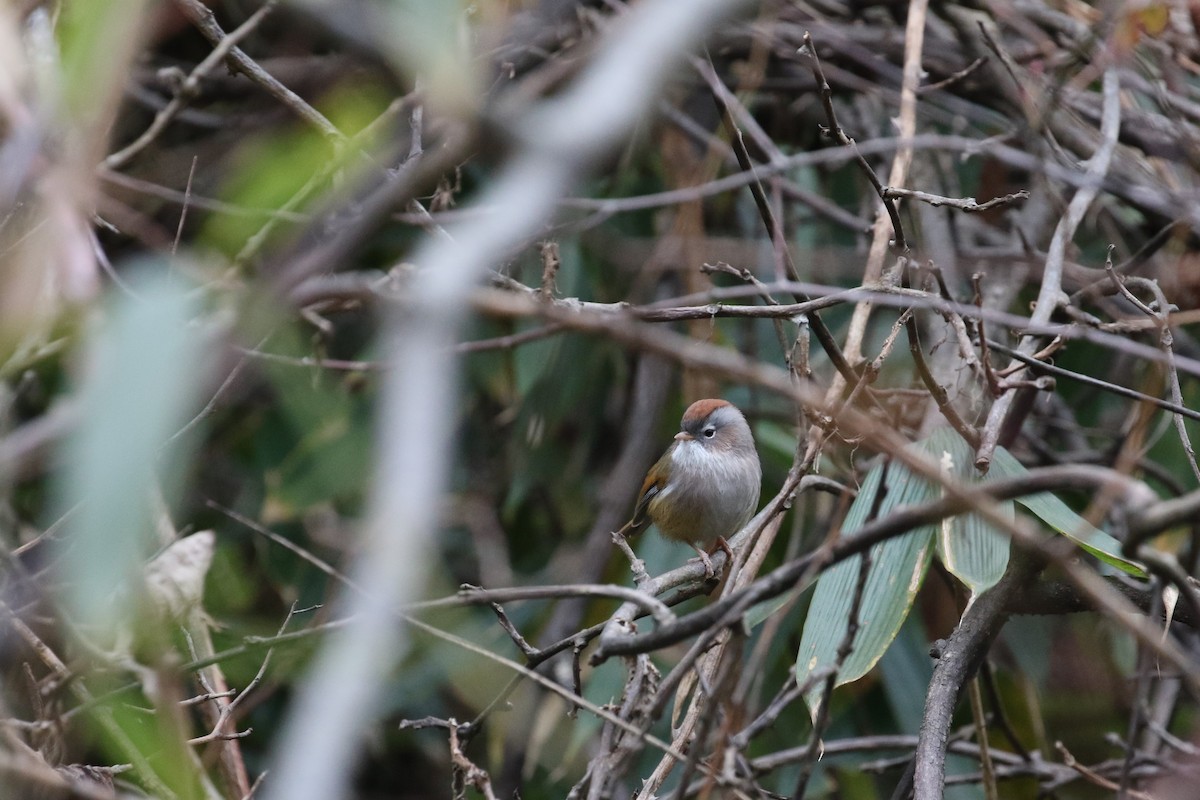 Spectacled Fulvetta - ML200489091