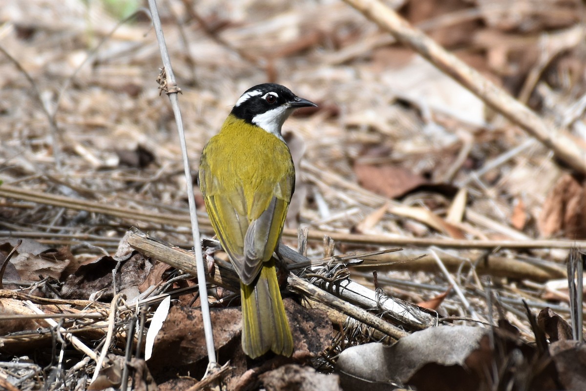 White-throated Honeyeater - ML200489121