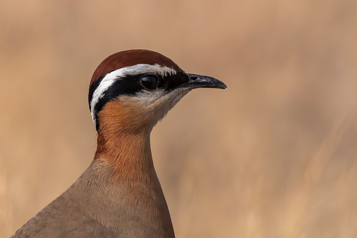 Indian Courser - ML200489221