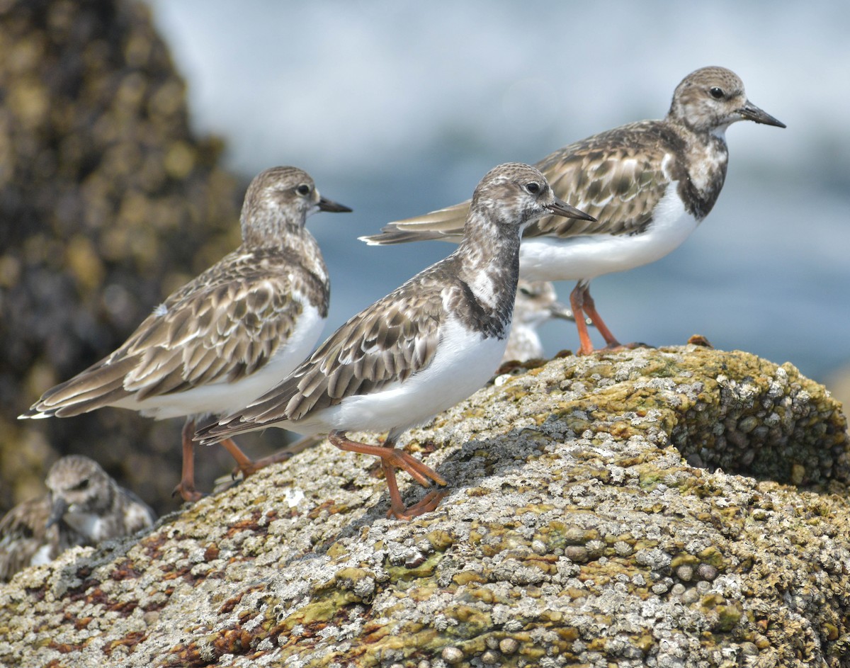 Ruddy Turnstone - Marcelo Pacheco Guajardo