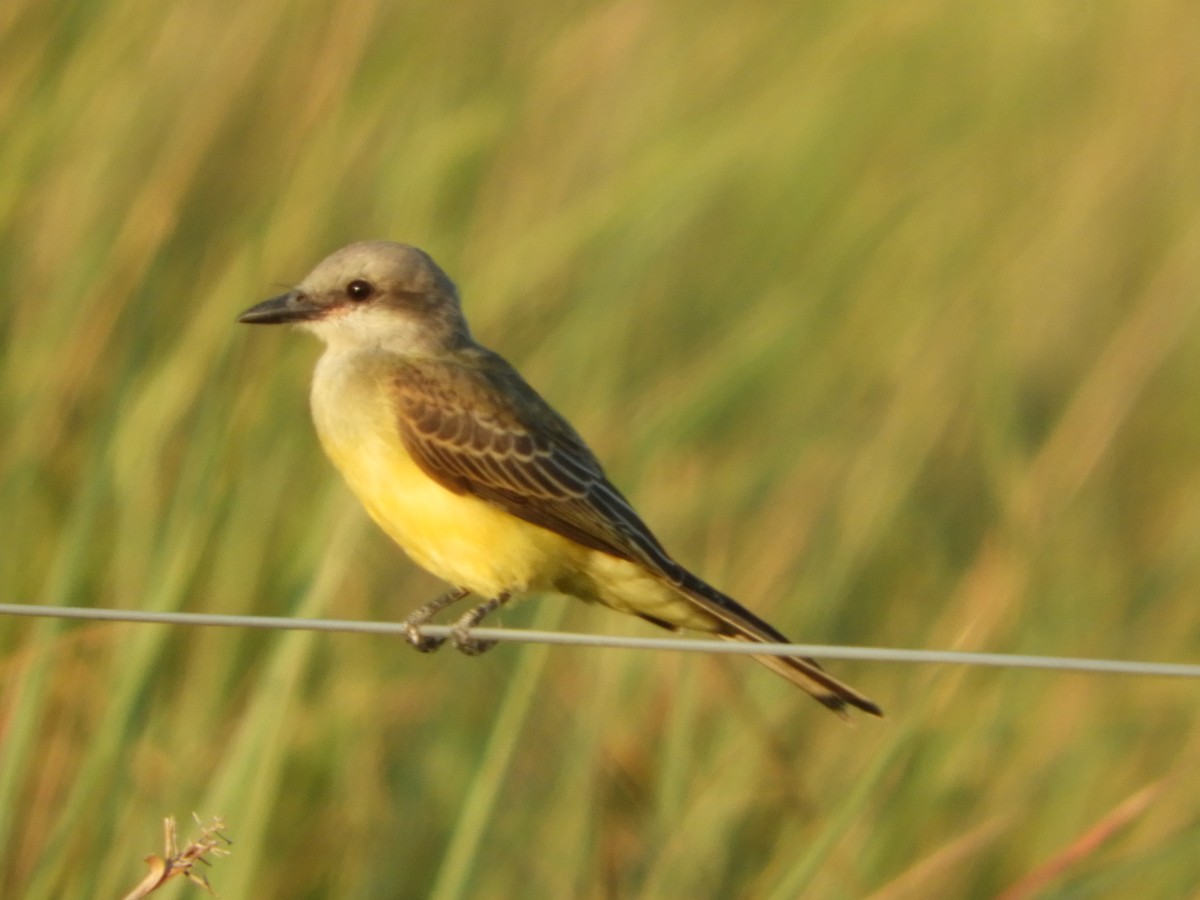 Tropical Kingbird - Silvia Enggist