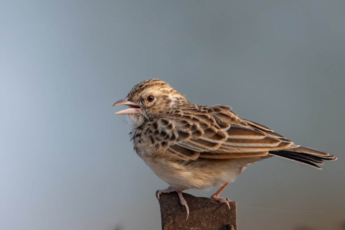 Indian Bushlark - ML200489621