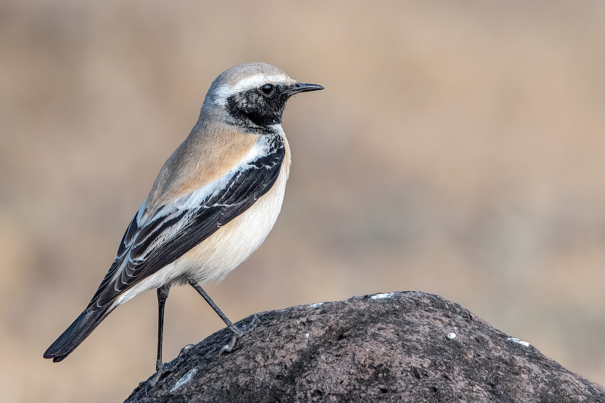Desert Wheatear - ML200489931