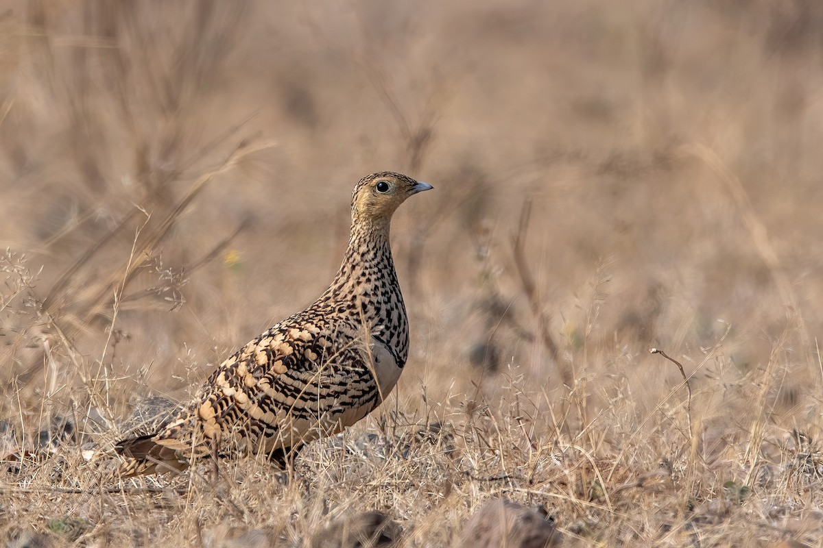 Chestnut-bellied Sandgrouse - ML200490361