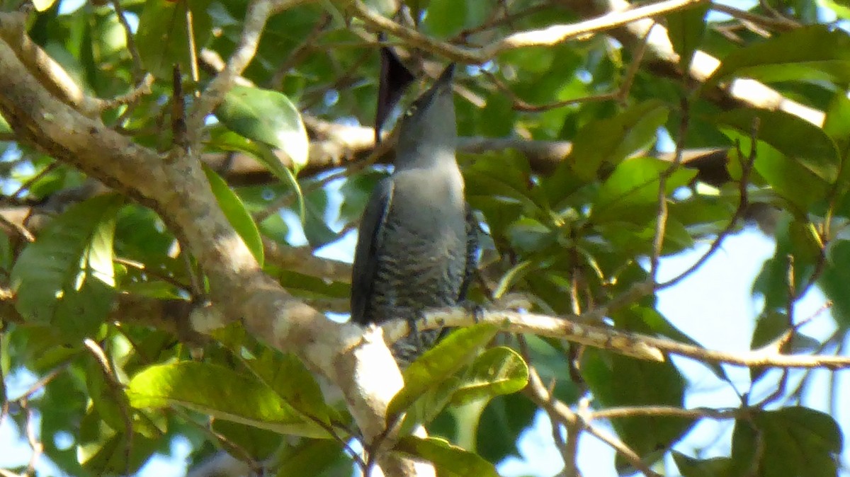 Bar-bellied Cuckooshrike - ML200490671