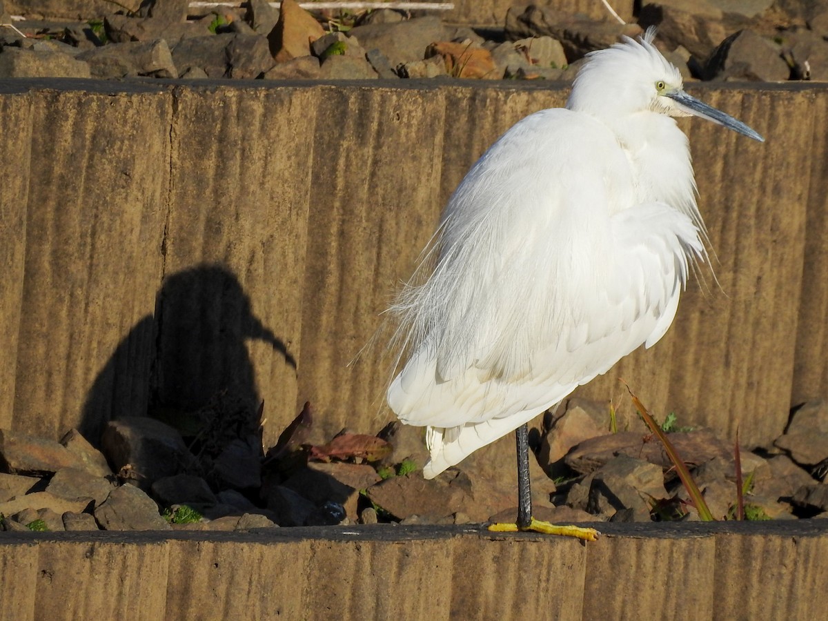 Aigrette garzette - ML200490961